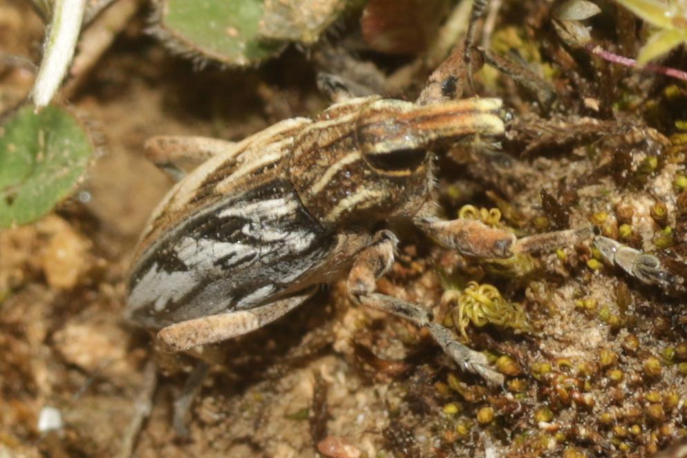  Coniocleonus nigrosuturatus (Goeze, 1777)