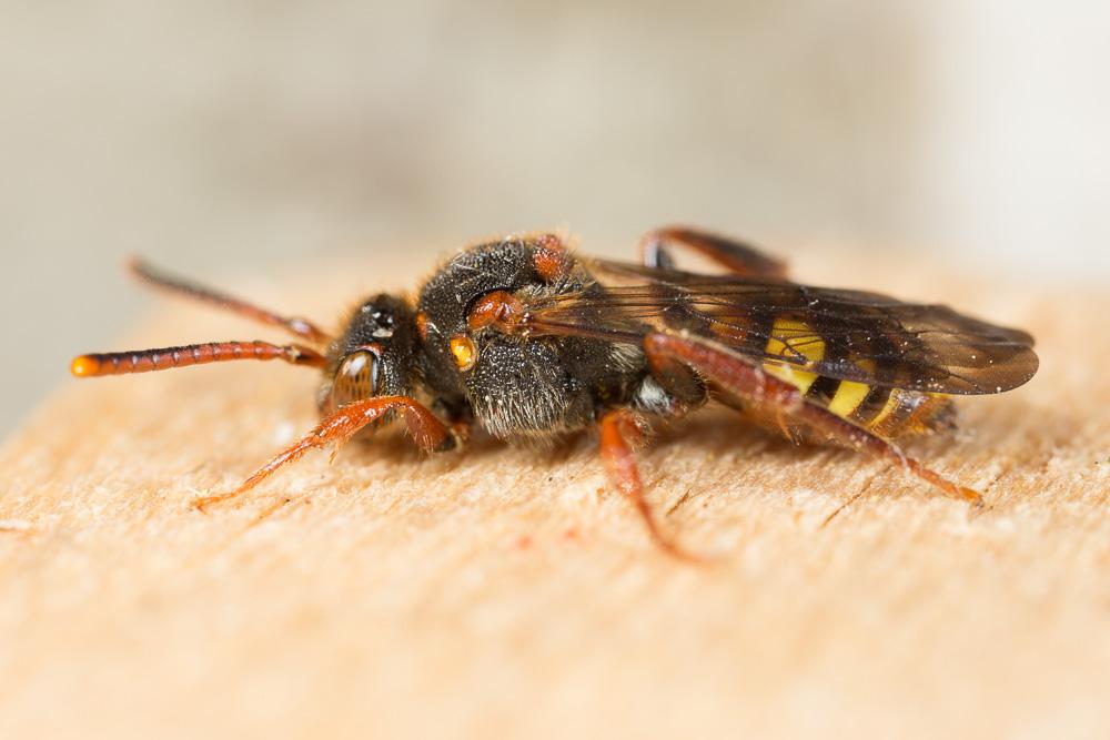Nomada zonata Panzer, 1798