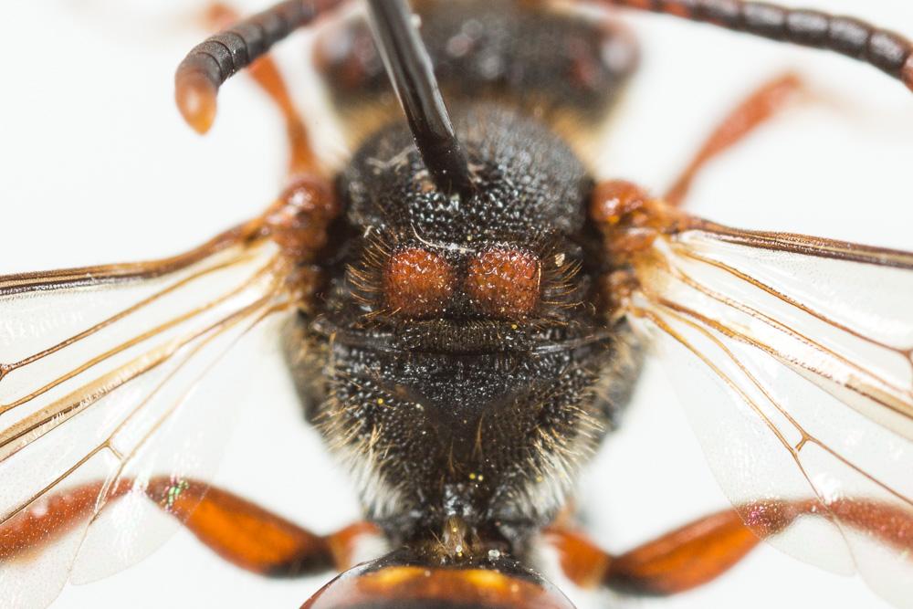  Nomada zonata Panzer, 1798