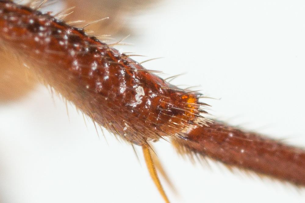 Nomada zonata Panzer, 1798