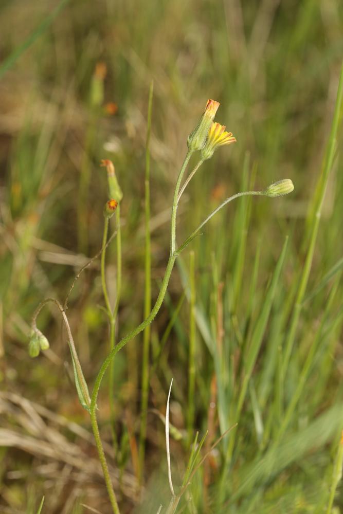 Crépide de Suffren Crepis suffreniana (DC.) J.Lloyd, 1844