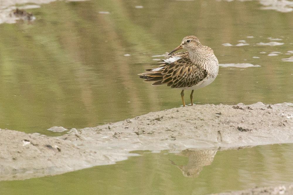 Bécasseau tacheté, Bécasseau à poitrine cendrée Calidris melanotos (Vieillot, 1819)