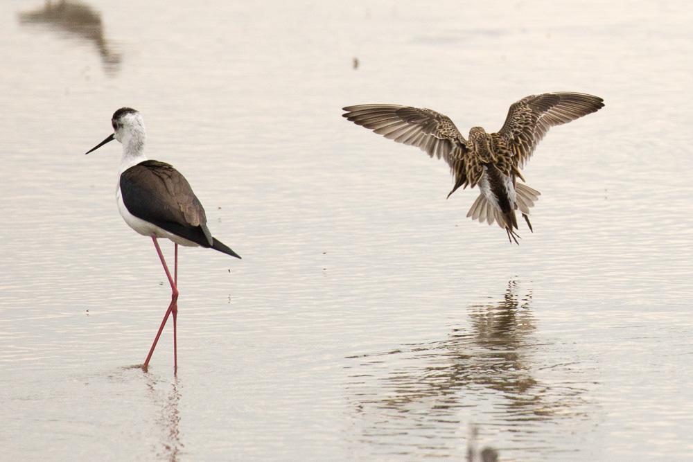 Bécasseau tacheté, Bécasseau à poitrine cendrée Calidris melanotos (Vieillot, 1819)