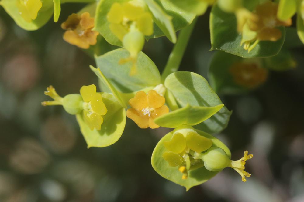 Euphorbe de Séguier Euphorbia seguieriana Neck., 1770