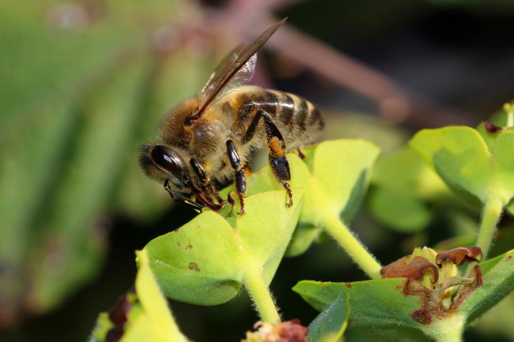 Abeille domestique, Abeille européenne, Abeille me Apis mellifera Linnaeus, 1758
