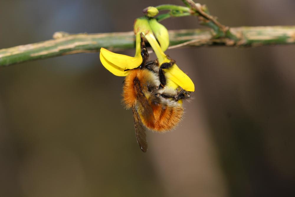 Bourdon des champs Bombus pascuorum (Scopoli, 1763)