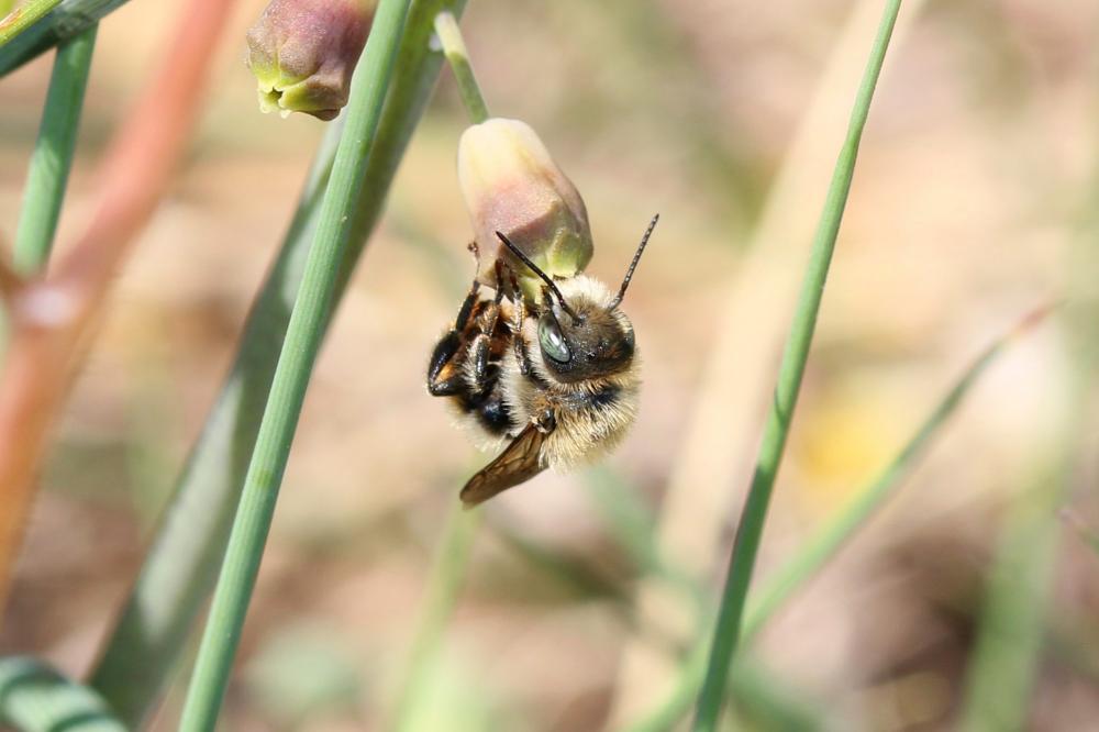 Osmia aurulenta (Panzer, 1799)