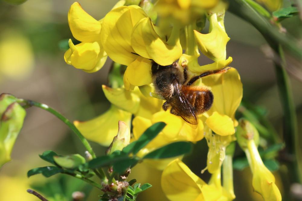 Osmie rousse Osmia bicornis (Linnaeus, 1758)
