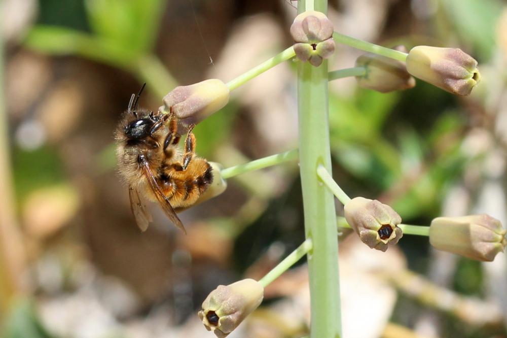 Osmie rousse Osmia bicornis (Linnaeus, 1758)