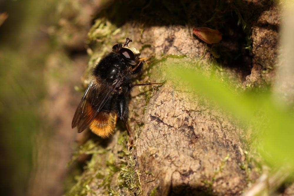 Criorhina ranunculi (Panzer, 1804)
