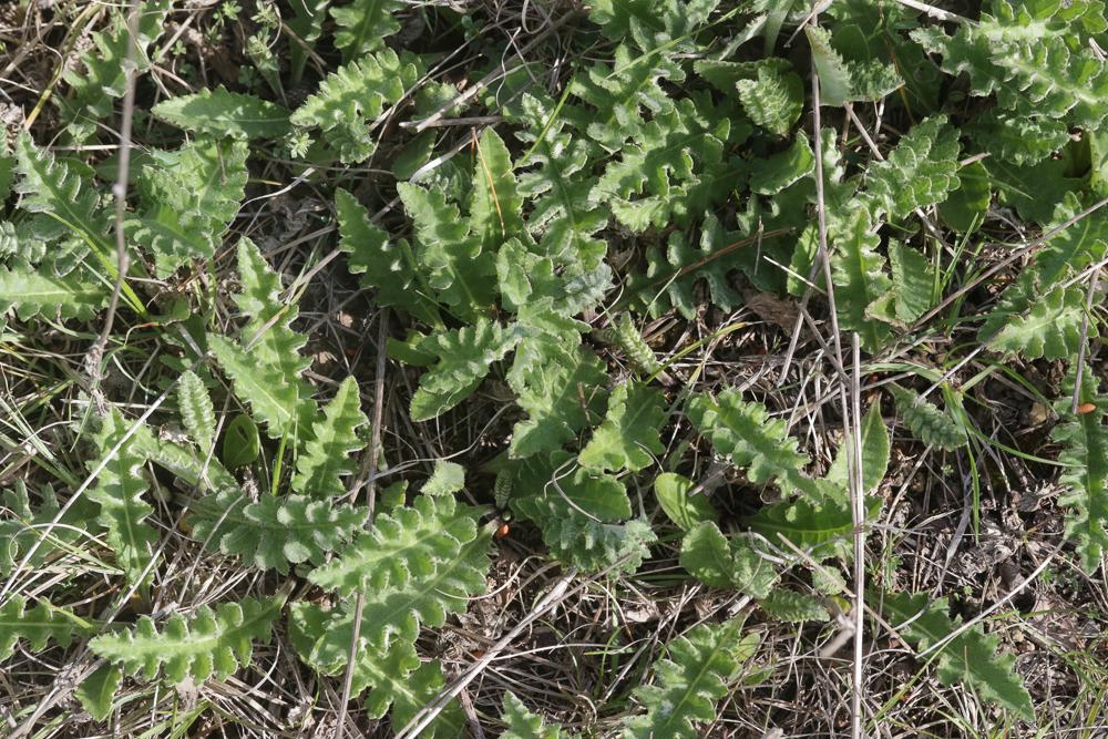 Cirse bulbeux Cirsium tuberosum (L.) All., 1785
