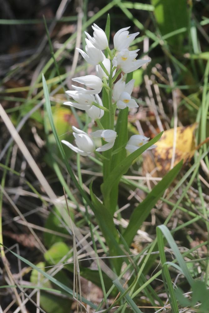 Céphalanthère à feuilles étroites, Céphalanthère à Cephalanthera longifolia (L.) Fritsch, 1888