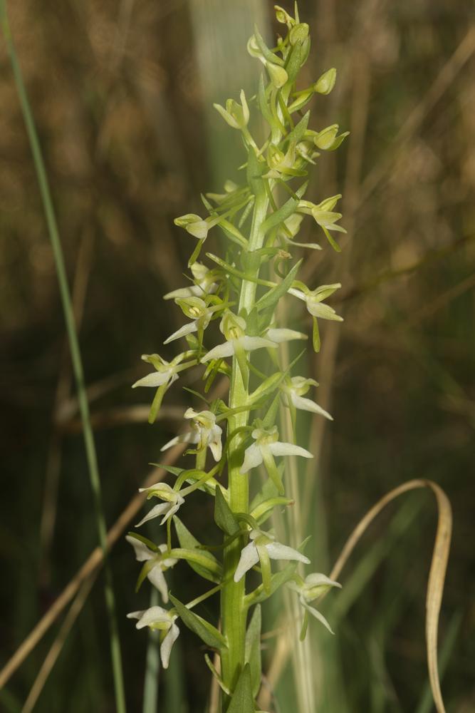 Platanthère à deux feuilles, Platanthère à fleurs Platanthera bifolia (L.) Rich., 1817