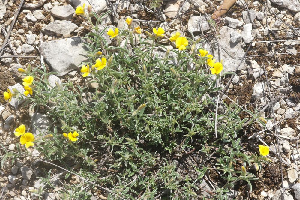 Argyrolobe de Linné Argyrolobium zanonii (Turra) P.W.Ball, 1968