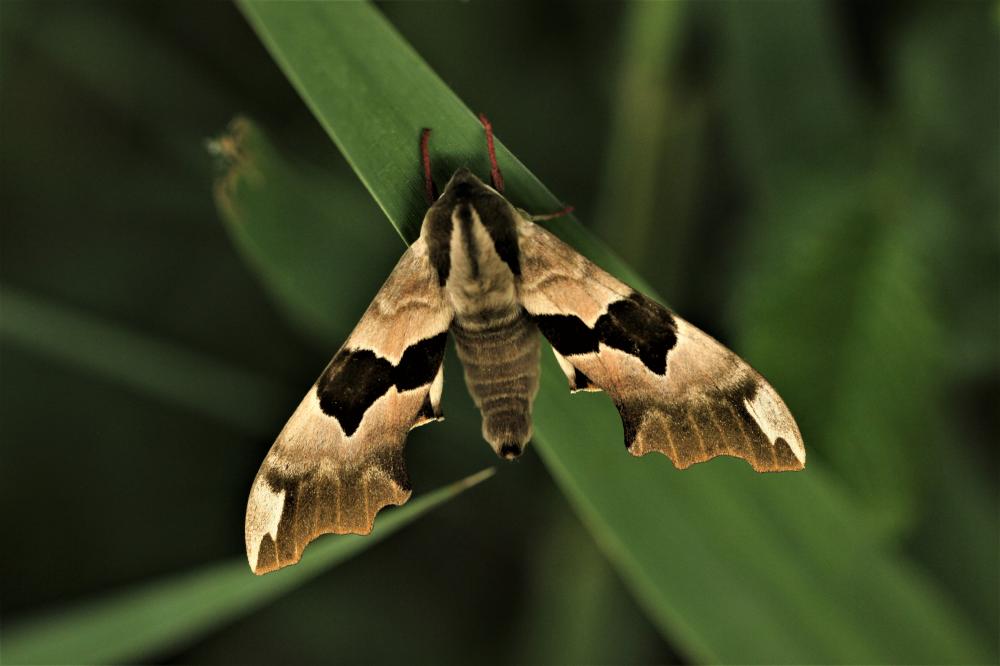 Sphinx du Tilleul (Le) Mimas tiliae (Linnaeus, 1758)
