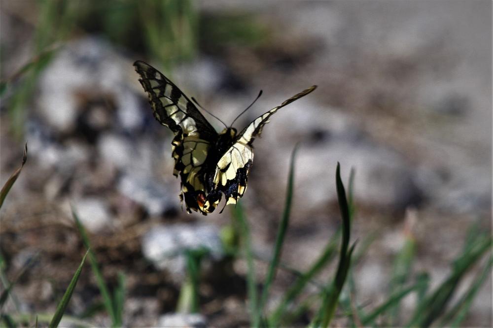Machaon (Le), Grand Porte-Queue (Le) Papilio machaon Linnaeus, 1758