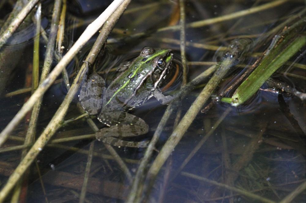 Pélophylax Pelophylax Fitzinger, 1843