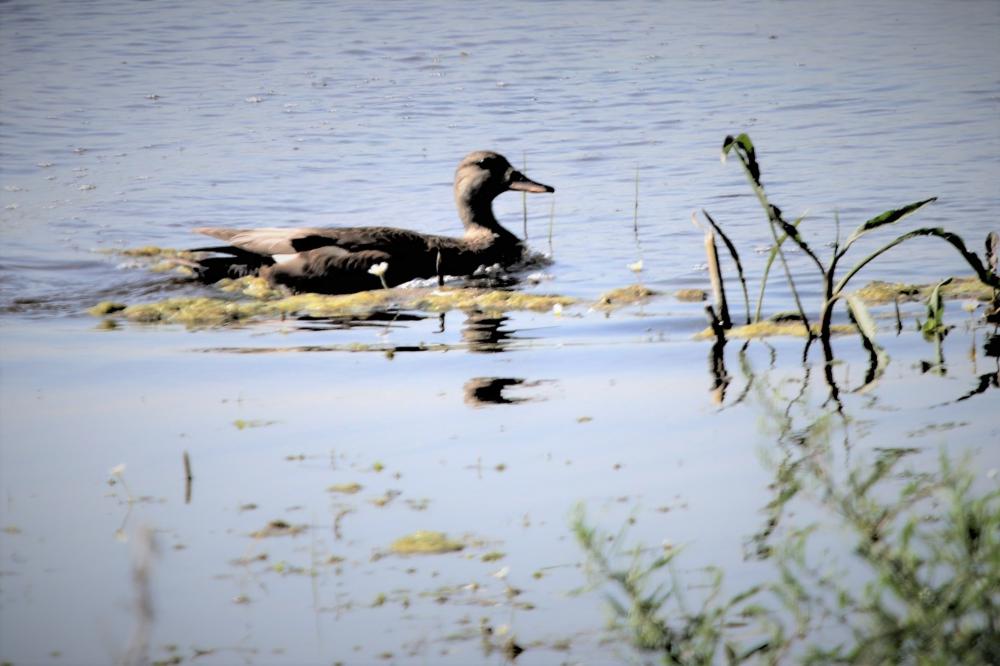 Canard chipeau Mareca strepera (Linnaeus, 1758)