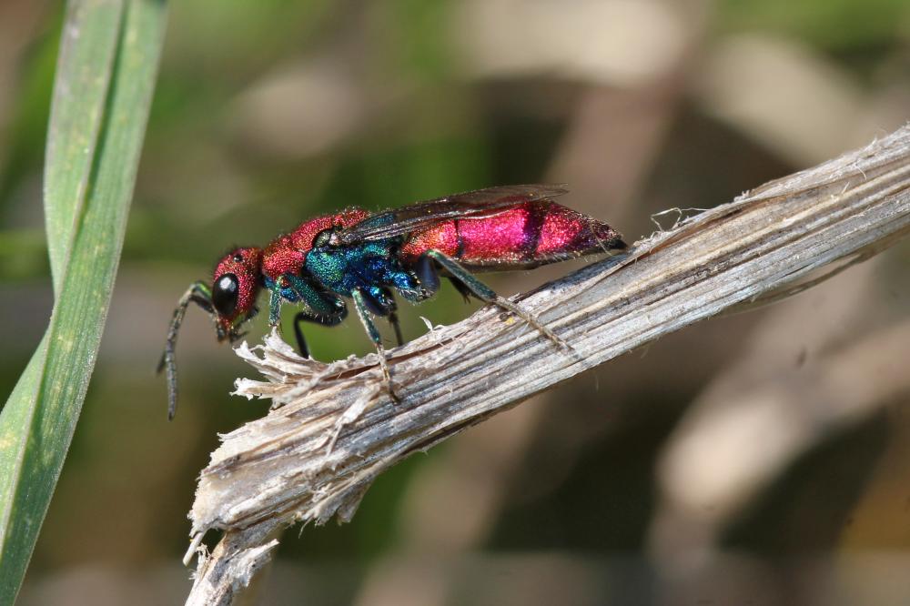 Chrysura cuprea (Rossi, 1790)
