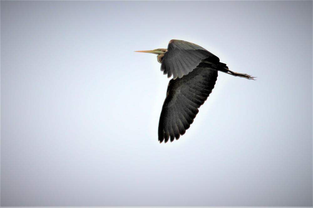 Héron pourpré Ardea purpurea Linnaeus, 1766