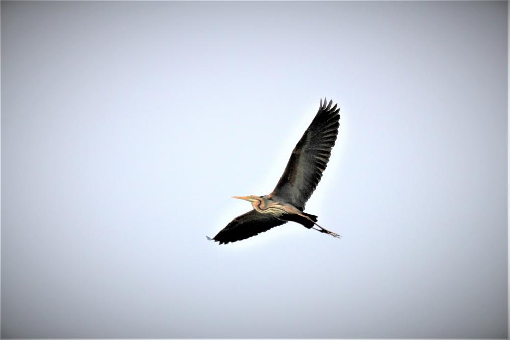 Héron pourpré Ardea purpurea Linnaeus, 1766