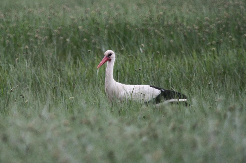 Cigogne blanche Ciconia ciconia (Linnaeus, 1758)