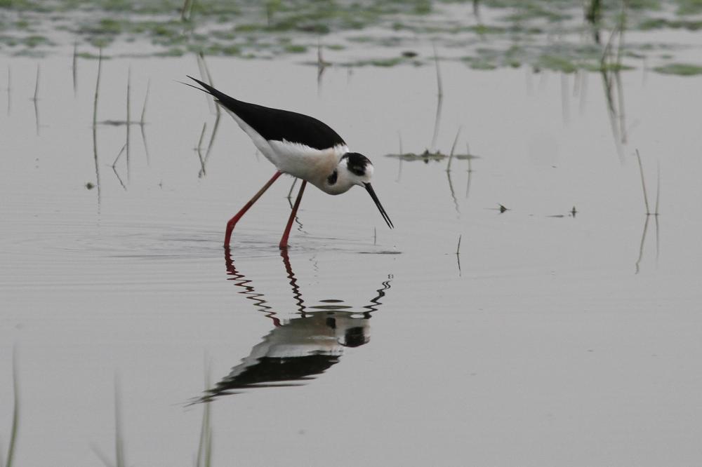 Echasse blanche Himantopus himantopus (Linnaeus, 1758)