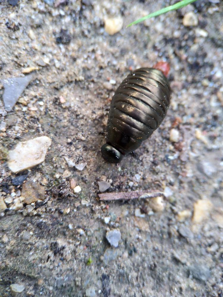 Crache-sang Timarcha tenebricosa (Fabricius, 1775)