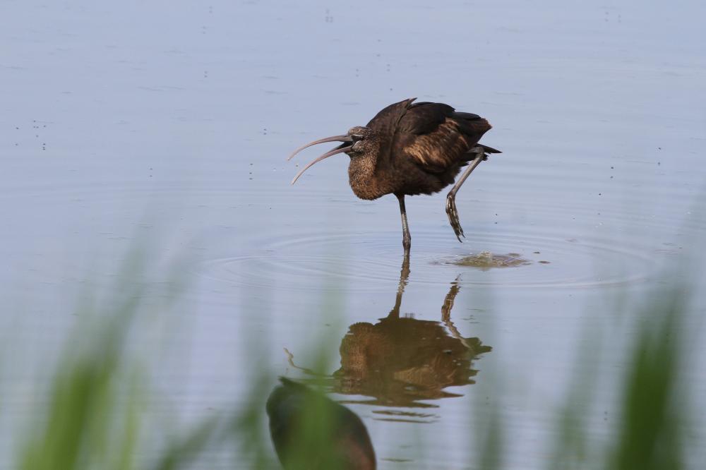Ibis falcinelle Plegadis falcinellus (Linnaeus, 1766)