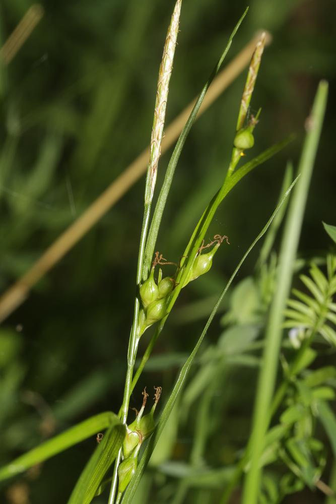 Laîche appauvrie, Laîche à épis grêles et peu four Carex depauperata Curtis ex With., 1787