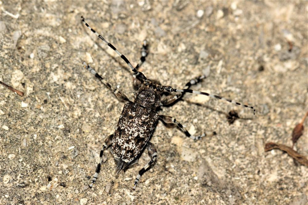Acanthodère à fémurs renflés Aegomorphus clavipes (Schrank, 1781)