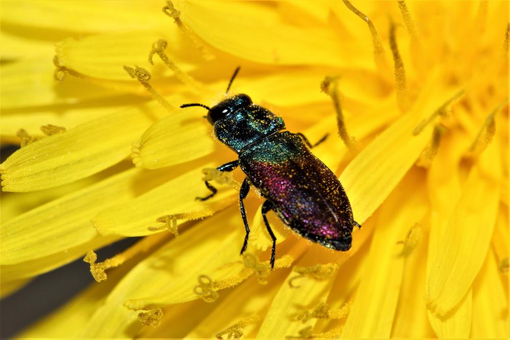 Anthaxie du Saule Anthaxia salicis (Fabricius, 1777)