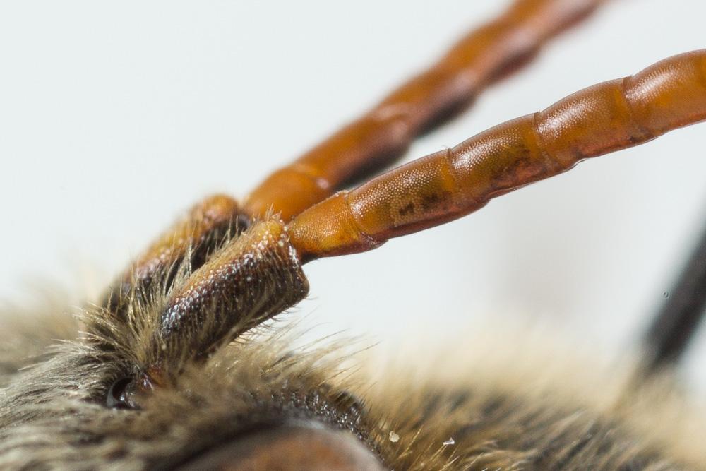 Nomada hungarica Dalla Torre & Friese, 1894