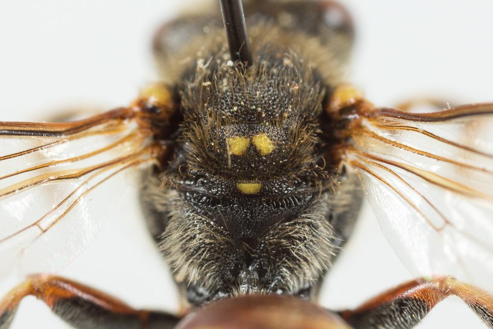  Nomada hungarica Dalla Torre & Friese, 1894
