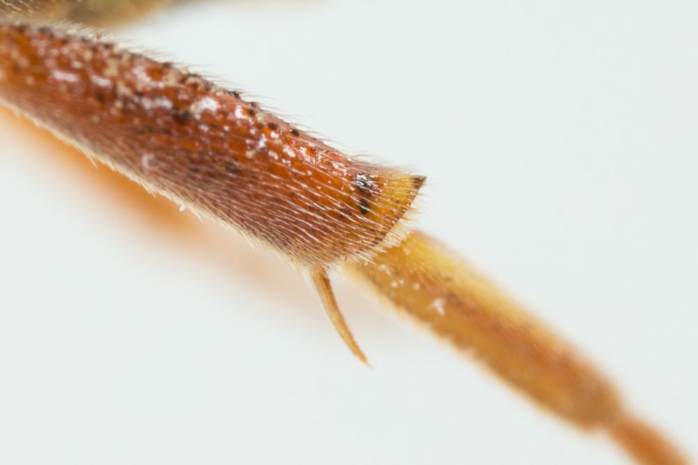 Nomada hungarica Dalla Torre & Friese, 1894