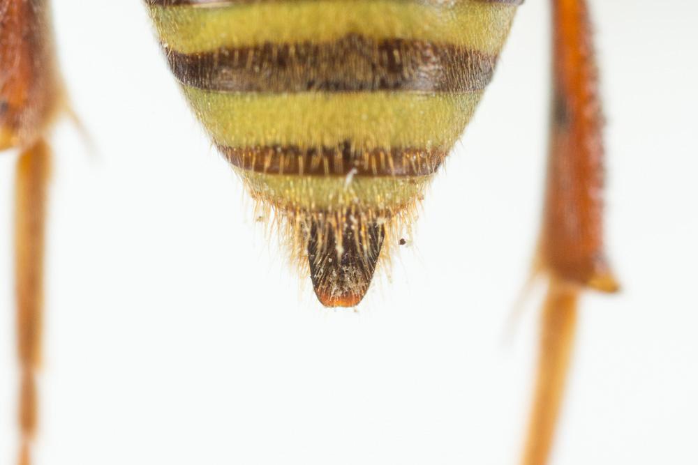 Nomada hungarica Dalla Torre & Friese, 1894