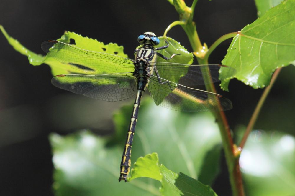 Gomphe de Graslin (Le), Gomphe à cercoïdes fourchu Gomphus graslinii Rambur, 1842