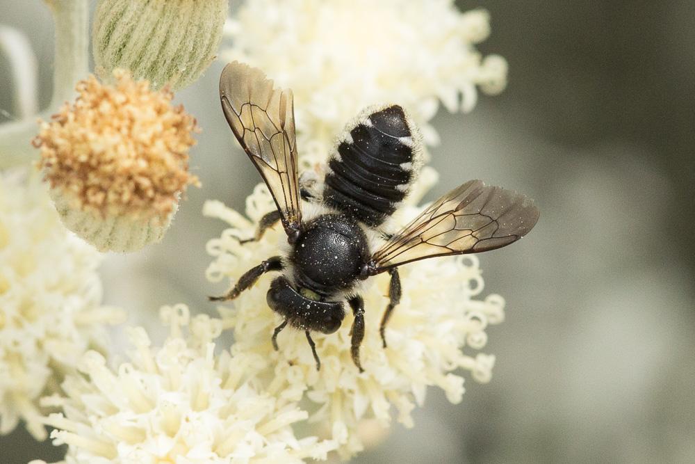 Megachile octosignata Nylander, 1852