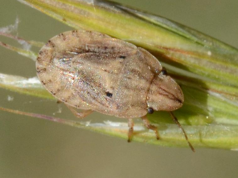 Sciocoris sulcatus Fieber, 1851