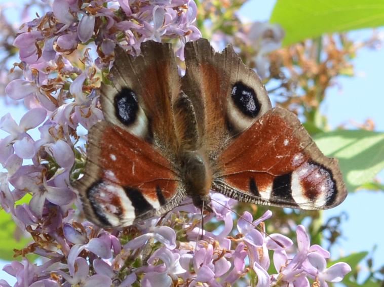 Paon-du-jour (Le), Paon de jour (Le), Oeil -de-Pao Aglais io (Linnaeus, 1758)