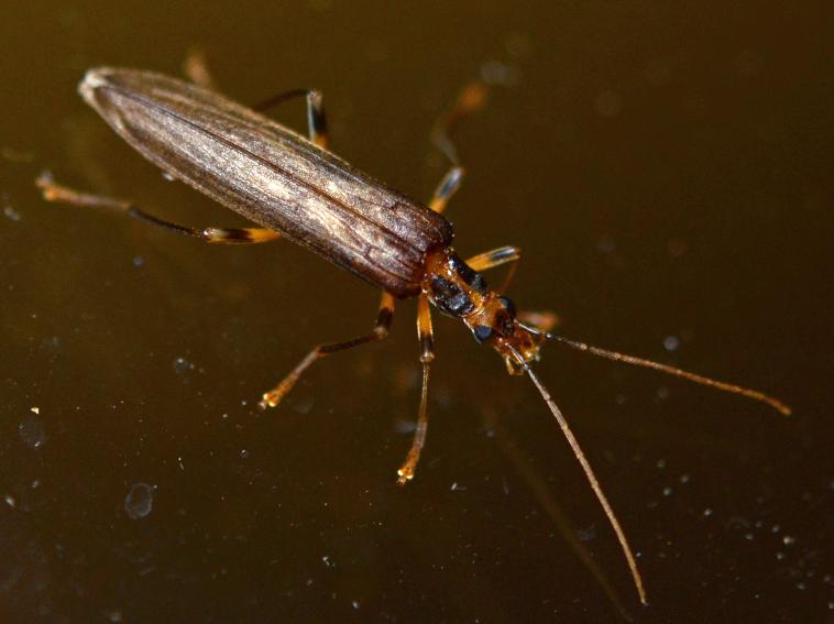 Oedemera femoralis Olivier, 1803