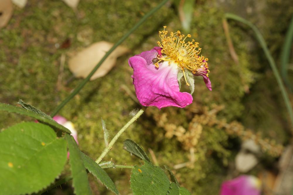 Rose de France, Rosier de Provence Rosa gallica L., 1753