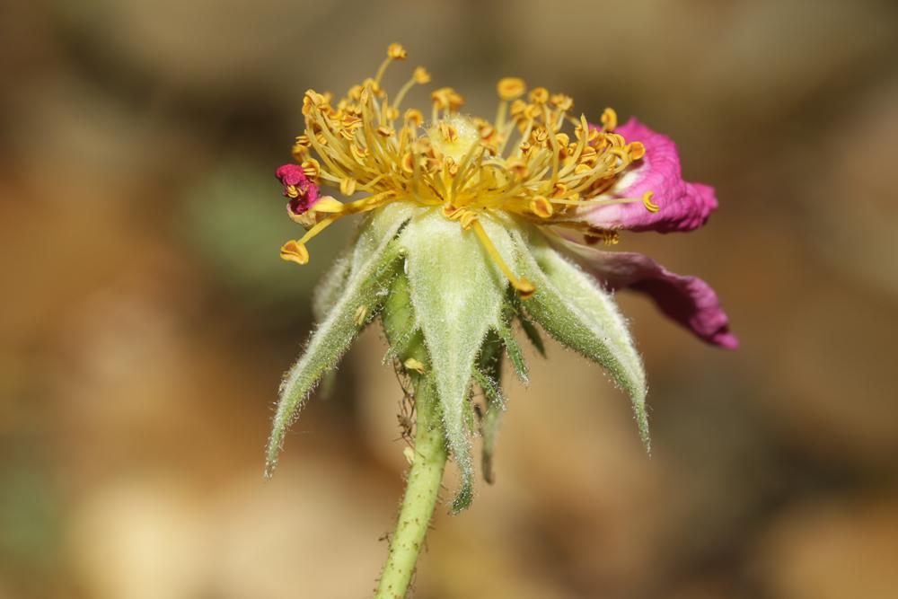 Rose de France, Rosier de Provence Rosa gallica L., 1753