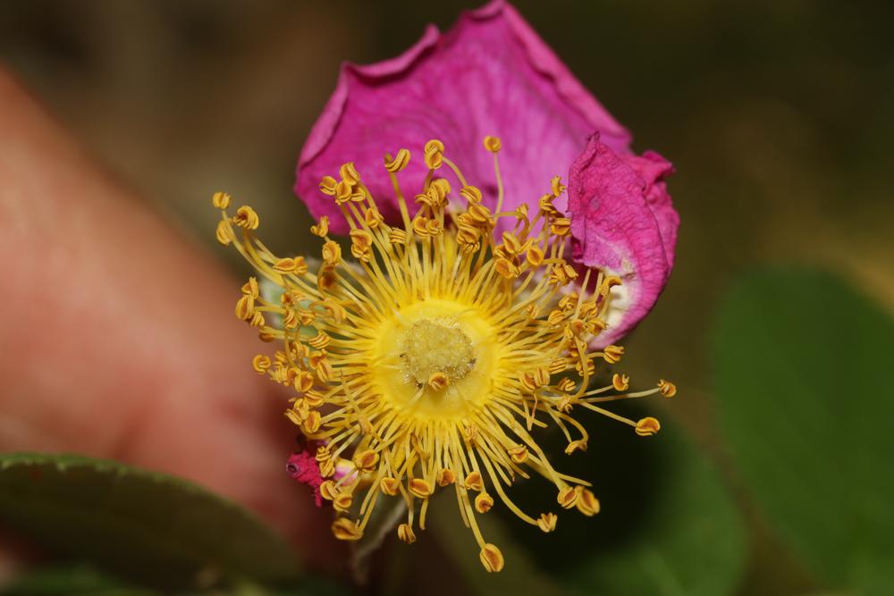 Rose de France, Rosier de Provence Rosa gallica L., 1753