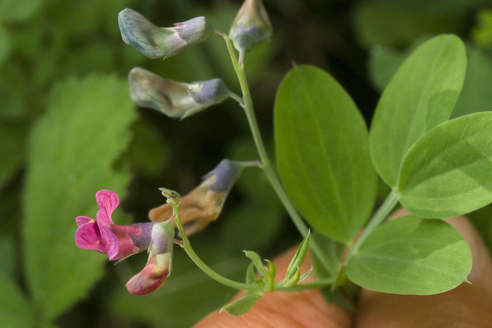 Gesse des montagnes Lathyrus linifolius var. montanus (Bernh.) Bässler, 1971