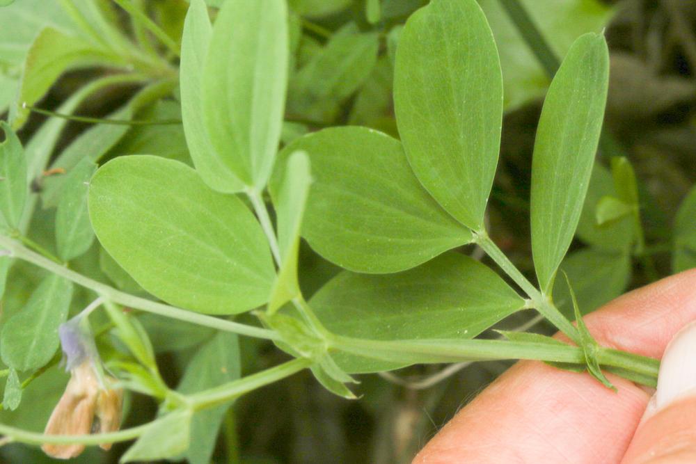 Gesse des montagnes Lathyrus linifolius var. montanus (Bernh.) Bässler, 1971