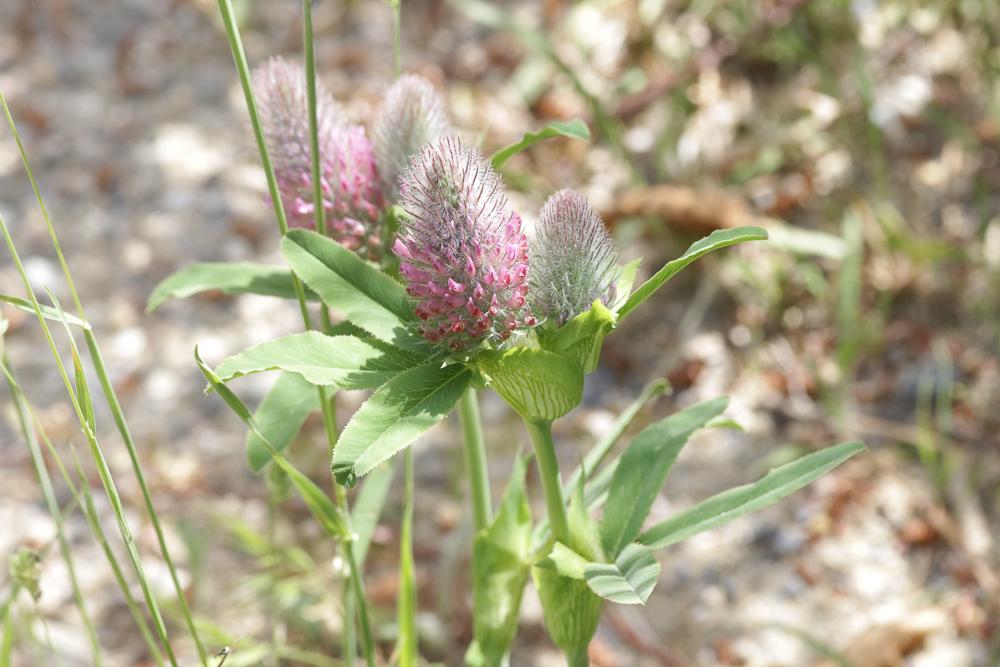 Trèfle alpestre Trifolium alpestre L., 1763