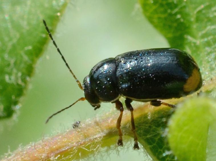  Cryptocephalus marginellus Olivier, 1791