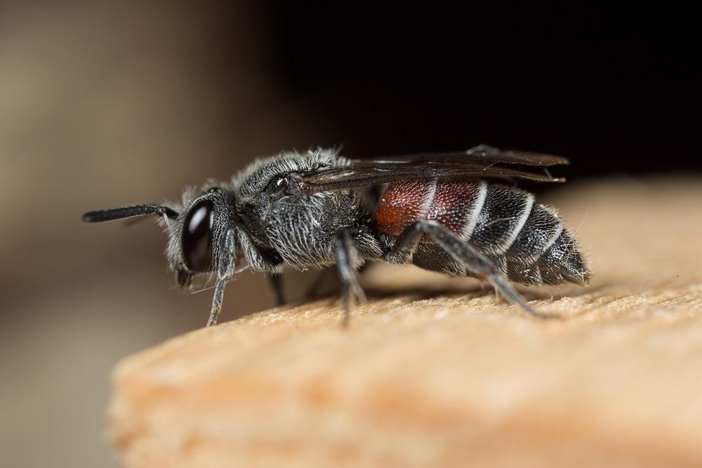  Dioxys cinctus (Jurine, 1807)