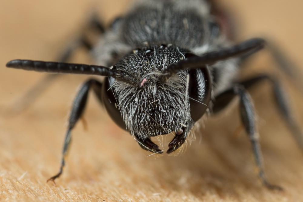  Dioxys cinctus (Jurine, 1807)